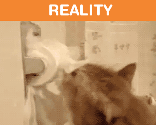 What It's Like To Own A Cat: Expectations Vs Reality (22 pics)