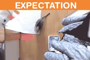 What It's Like To Own A Cat: Expectations Vs Reality (22 pics)