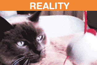 What It's Like To Own A Cat: Expectations Vs Reality (22 pics)