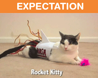 What It's Like To Own A Cat: Expectations Vs Reality (22 pics)