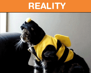 What It's Like To Own A Cat: Expectations Vs Reality (22 pics)