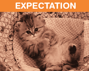 What It's Like To Own A Cat: Expectations Vs Reality (22 pics)