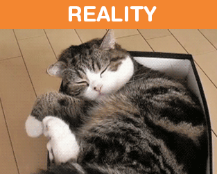 What It's Like To Own A Cat: Expectations Vs Reality (22 pics)