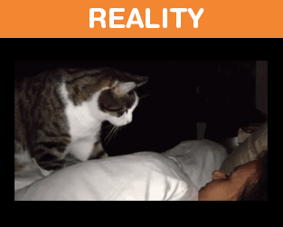 What It's Like To Own A Cat: Expectations Vs Reality (22 pics)
