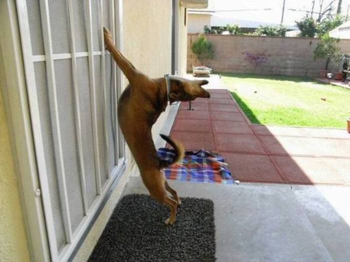 These Animals Are Begging You To Let Them In (22 pics)