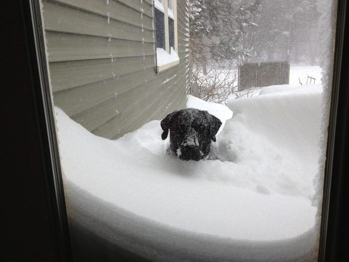 These Animals Are Begging You To Let Them In (22 pics)
