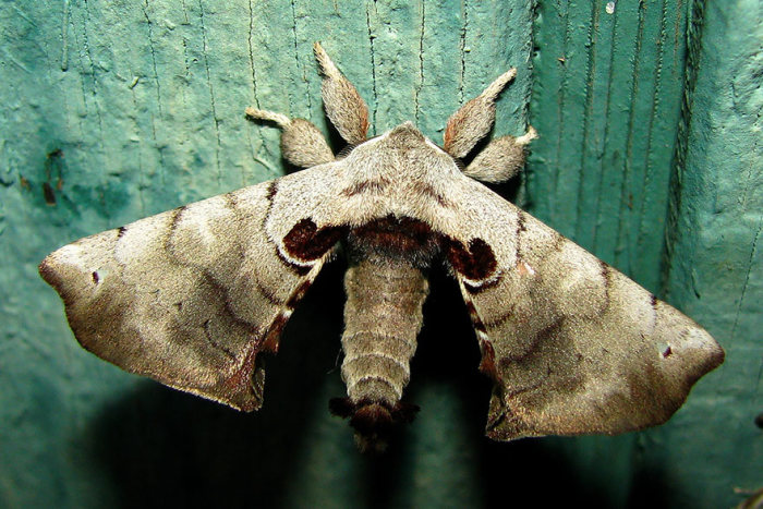 Before And After Transformations Of Moths And Butterflies (36 pics)
