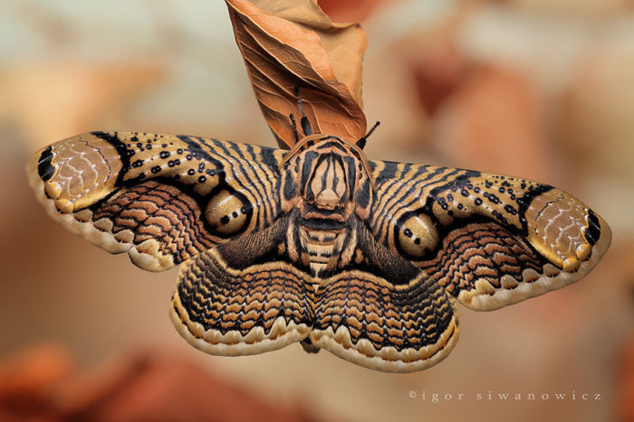 Before And After Transformations Of Moths And Butterflies (36 pics)