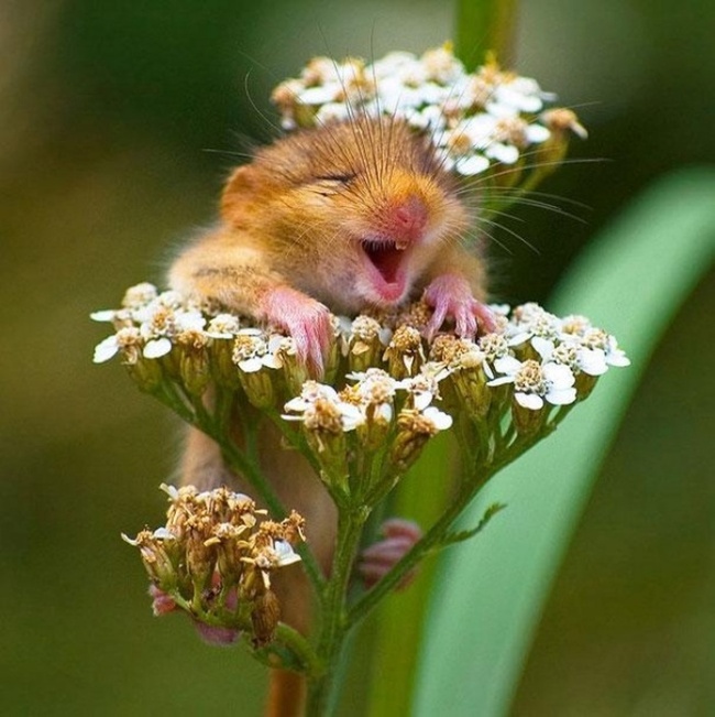Animals Are Just So Cute When They're Happy (30 pics)