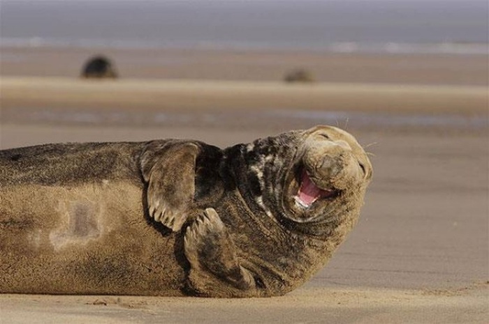 Animals Are Just So Cute When They're Happy (30 pics)