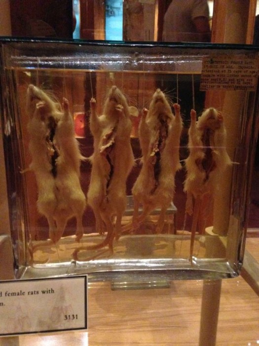 This Museum Is Like A Nightmare Come To Life (16 pics)
