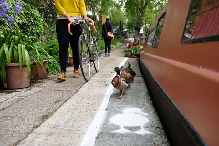 The Canal Walkways In London Now Have Duck Lanes (6 pics)