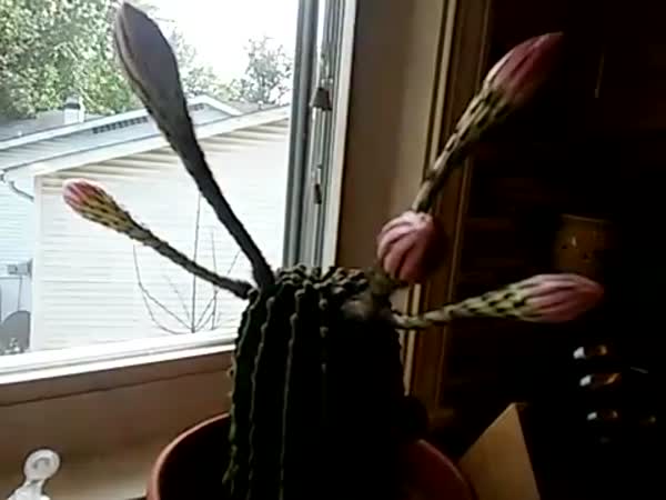 Cactus Blooming Time Lapse