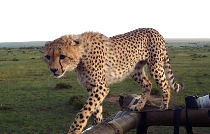 Clumsy Cheetah Tries To Look Cool But Fails (10 pics)