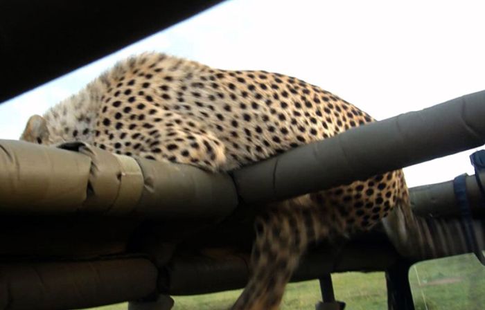 Clumsy Cheetah Tries To Look Cool But Fails (10 pics)