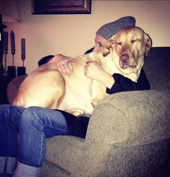 Proof That Dogs Make The Best Pets Ever (47 pics)