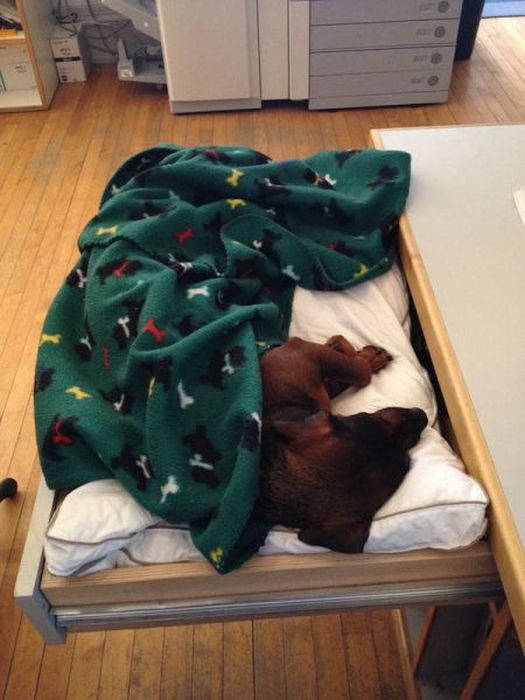 Proof That Dogs Make The Best Pets Ever (47 pics)
