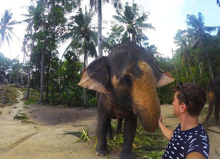 Meet The Elephant That Loves Taking Selfies (4 pics)
