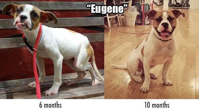Rescue Dogs Get A New Home And A New Lease On Life (13 pics)