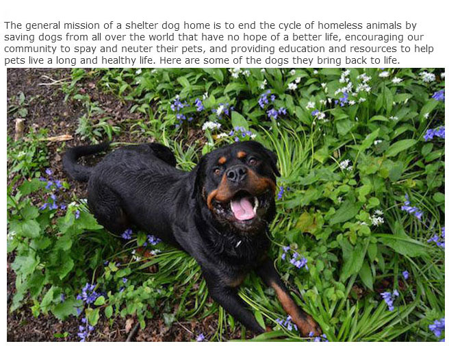 Rescue Dogs Get A New Home And A New Lease On Life (13 pics)