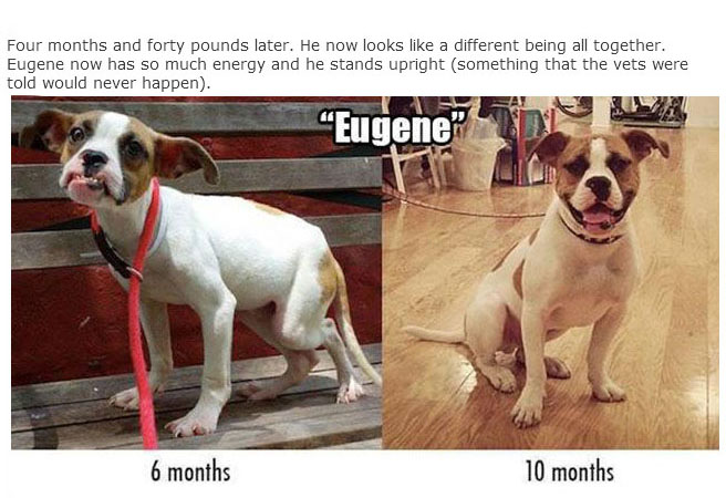 Rescue Dogs Get A New Home And A New Lease On Life (13 pics)