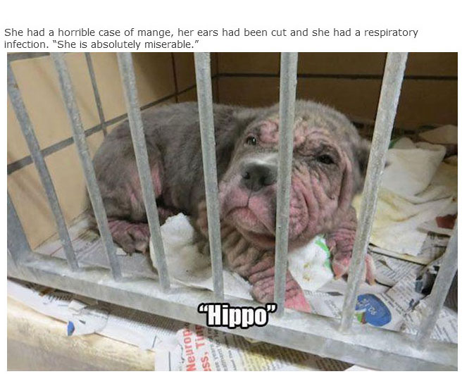 Rescue Dogs Get A New Home And A New Lease On Life (13 pics)