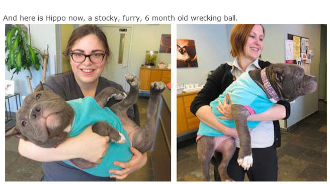 Rescue Dogs Get A New Home And A New Lease On Life (13 pics)