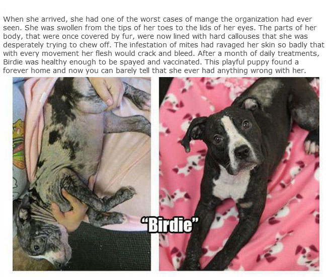 Rescue Dogs Get A New Home And A New Lease On Life (13 pics)