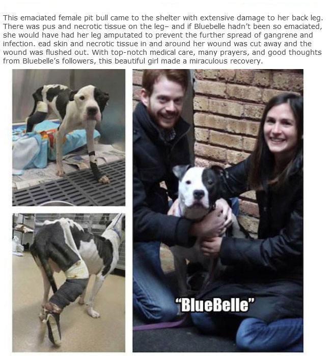 Rescue Dogs Get A New Home And A New Lease On Life (13 pics)