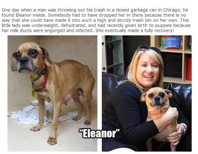 Rescue Dogs Get A New Home And A New Lease On Life (13 pics)