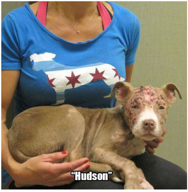 Rescue Dogs Get A New Home And A New Lease On Life (13 pics)