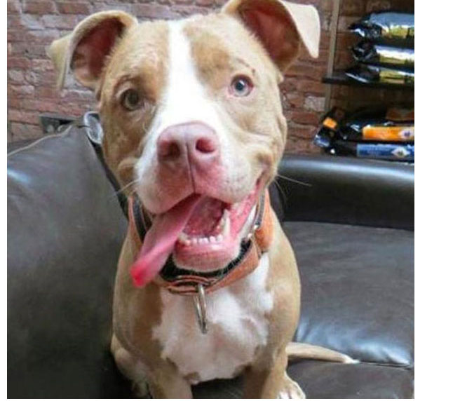 Rescue Dogs Get A New Home And A New Lease On Life (13 pics)