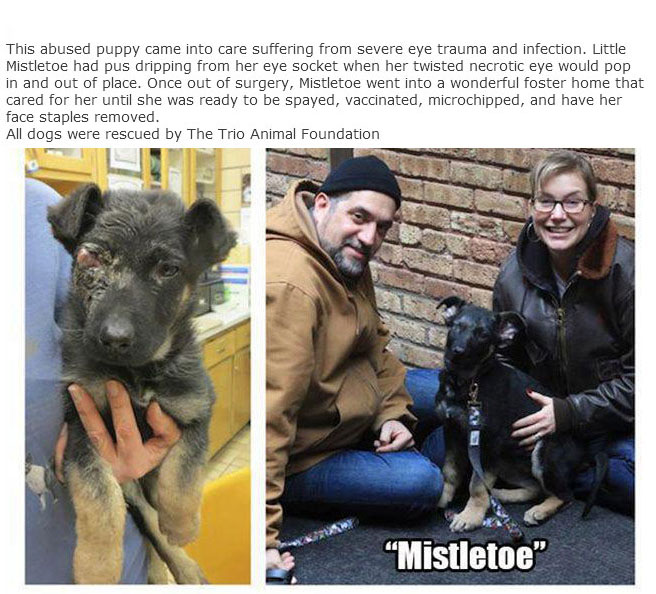 Rescue Dogs Get A New Home And A New Lease On Life (13 pics)
