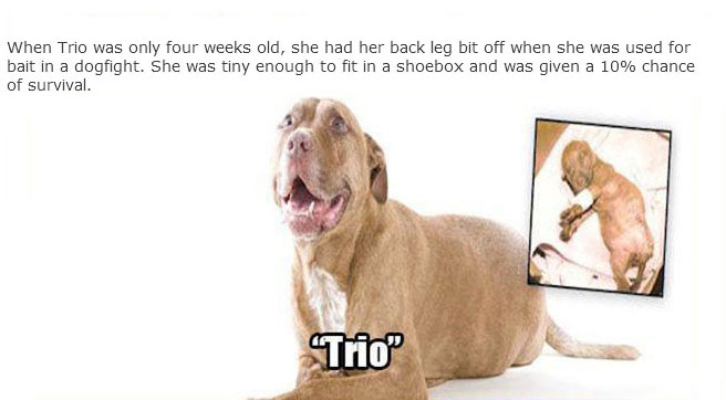 Rescue Dogs Get A New Home And A New Lease On Life (13 pics)