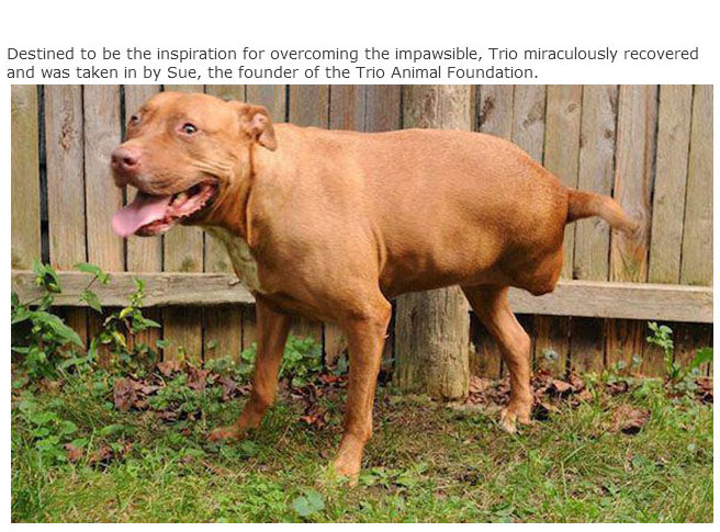 Rescue Dogs Get A New Home And A New Lease On Life (13 pics)