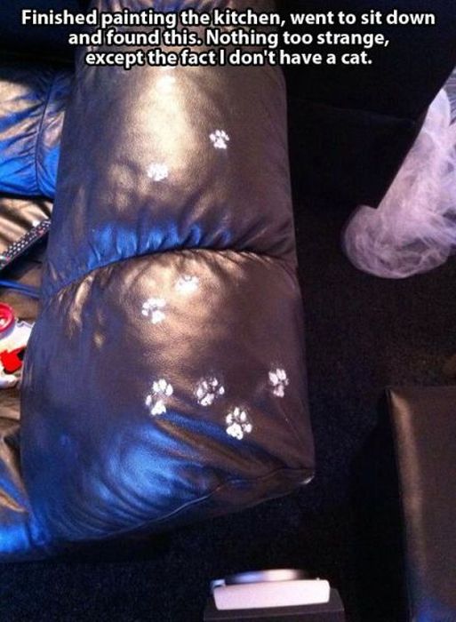 These Cats Give New Meaning To The Words Cat Burglar (24 pics)