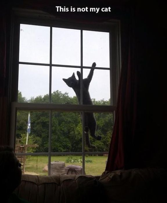 These Cats Give New Meaning To The Words Cat Burglar (24 pics)