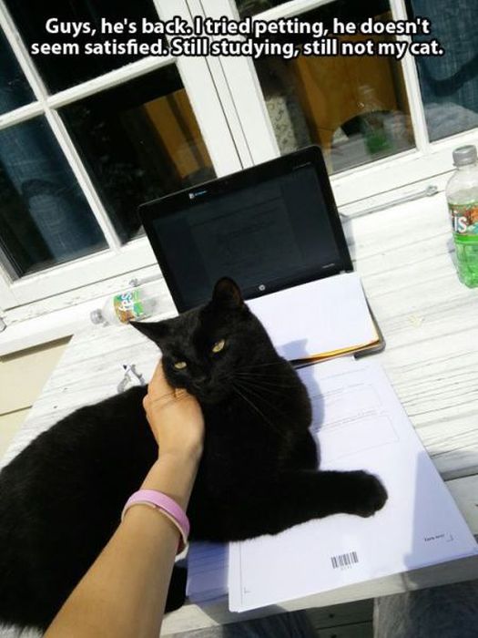 These Cats Give New Meaning To The Words Cat Burglar (24 pics)
