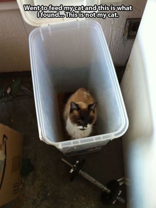 These Cats Give New Meaning To The Words Cat Burglar (24 pics)