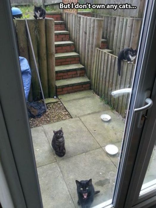 These Cats Give New Meaning To The Words Cat Burglar (24 pics)