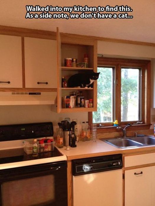 These Cats Give New Meaning To The Words Cat Burglar (24 pics)
