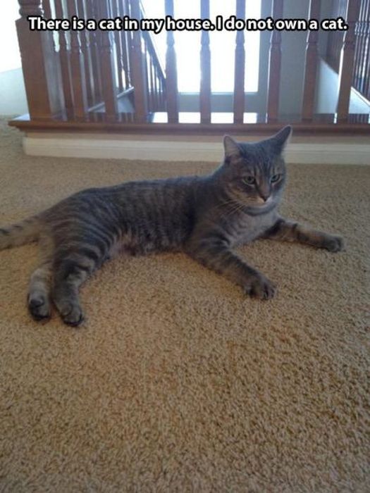 These Cats Give New Meaning To The Words Cat Burglar (24 pics)