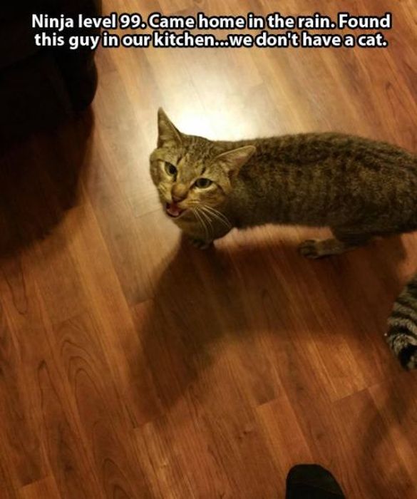 These Cats Give New Meaning To The Words Cat Burglar (24 pics)