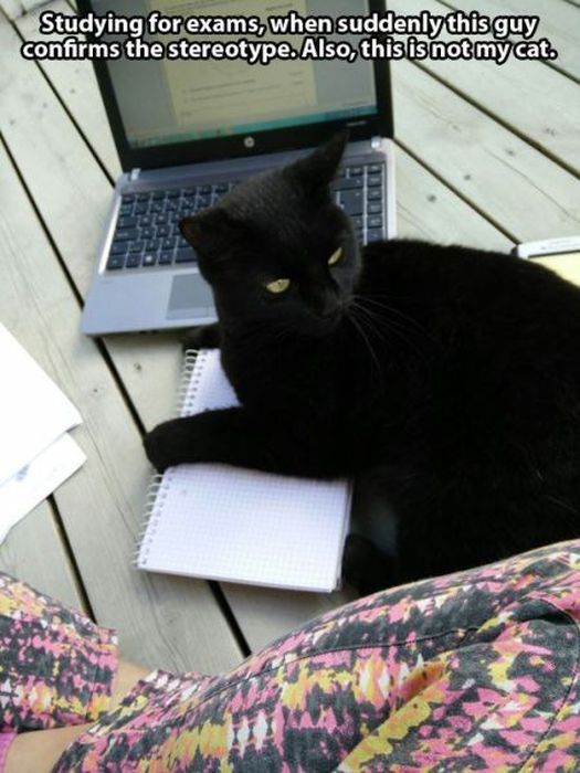 These Cats Give New Meaning To The Words Cat Burglar (24 pics)