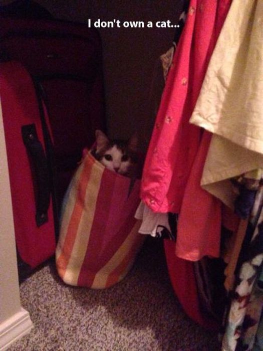 These Cats Give New Meaning To The Words Cat Burglar (24 pics)