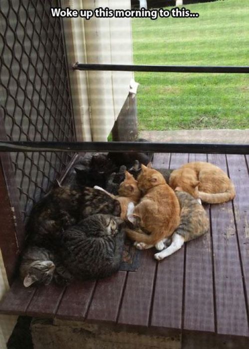 These Cats Give New Meaning To The Words Cat Burglar (24 pics)