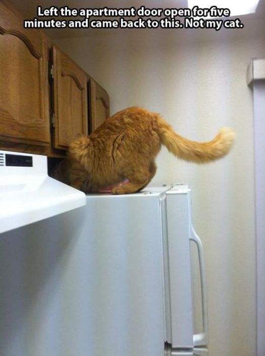 These Cats Give New Meaning To The Words Cat Burglar (24 pics)