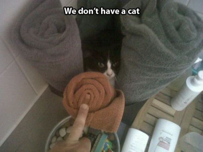 These Cats Give New Meaning To The Words Cat Burglar (24 pics)