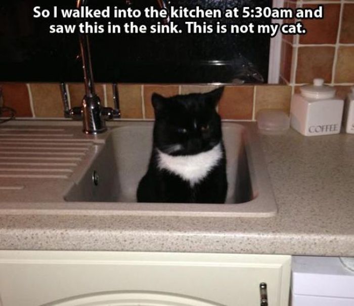 These Cats Give New Meaning To The Words Cat Burglar (24 pics)