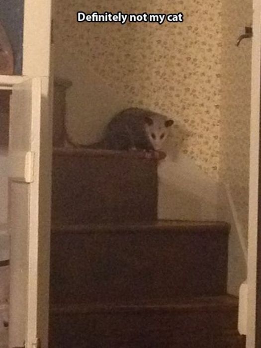 These Cats Give New Meaning To The Words Cat Burglar (24 pics)